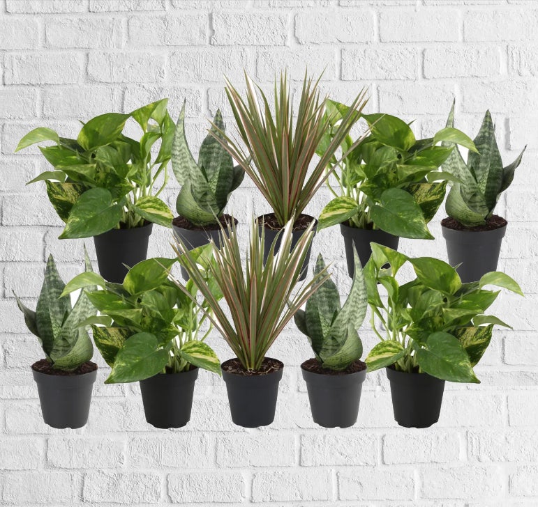 Plant Designers Choice | Tiger Lillies Floral Coffee Plants Hamilton Georgia