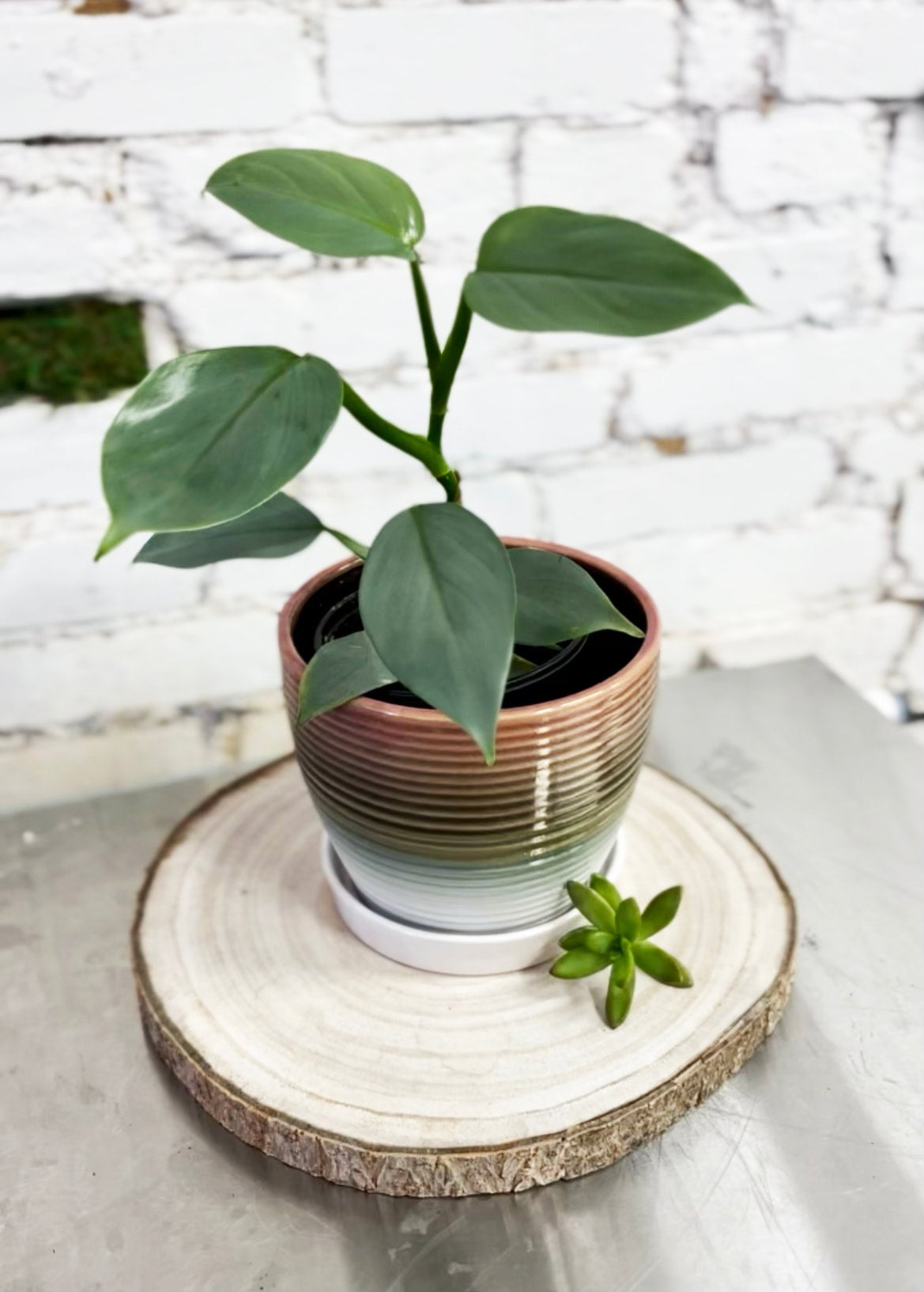Compose your own plant | Tiger Lillies Floral Coffee Plants